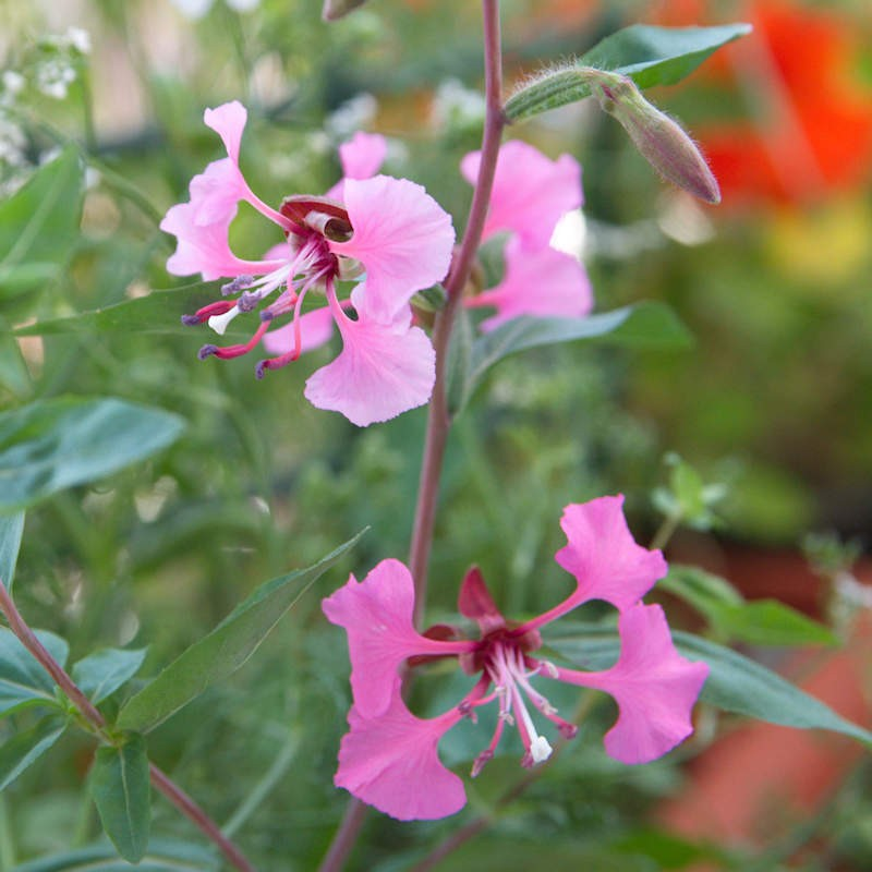 Elegant Clarkia flower