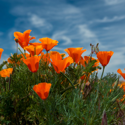 California poppies