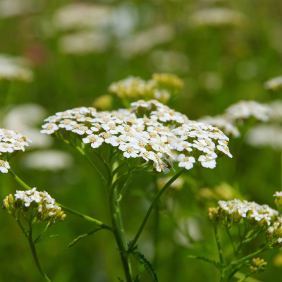 Yarrow Plant