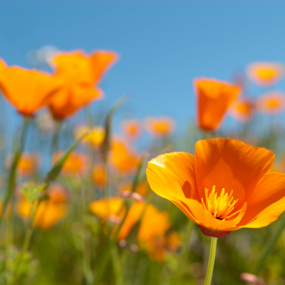 California poppy flowers