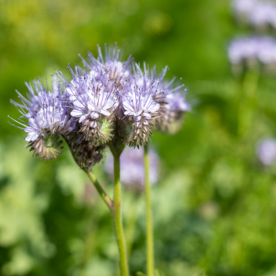 Lacy Phacelia plant