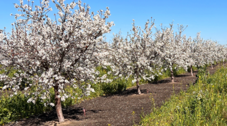 Orchard in bloom with cover crops supporting soil and pollinators