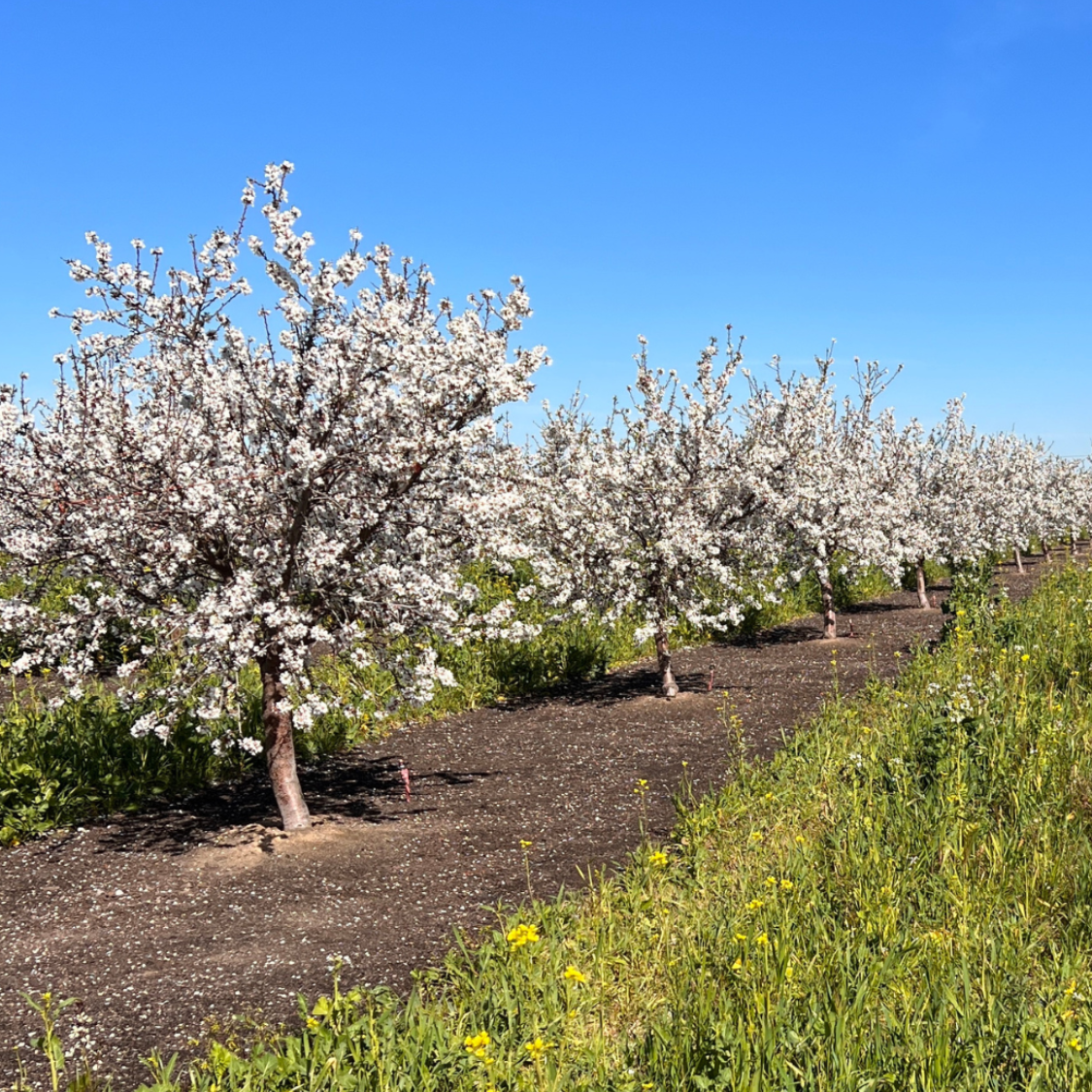 Orchard in bloom with cover crops supporting soil and pollinators