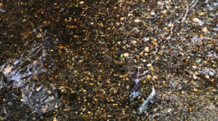 Chinook salmon in the Stanislaus River, an important contributor to a healthy freshwater ecosystem.