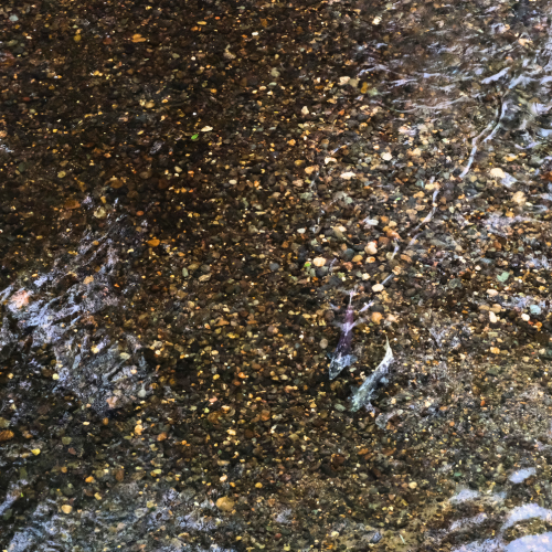 Chinook salmon in the Stanislaus River, an important contributor to a healthy freshwater ecosystem.