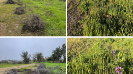 Kerr park before and after