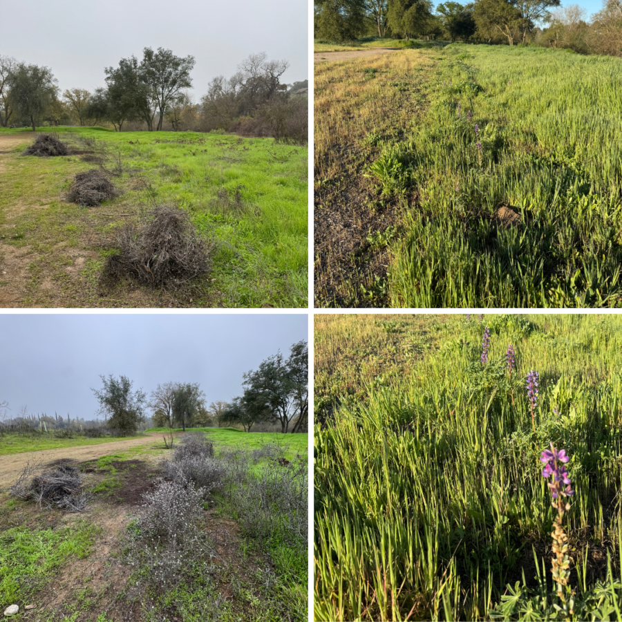 Kerr park before and after