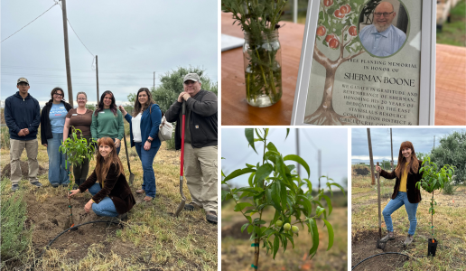 Tree planting photo collage