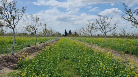 Cover crops in orchard
