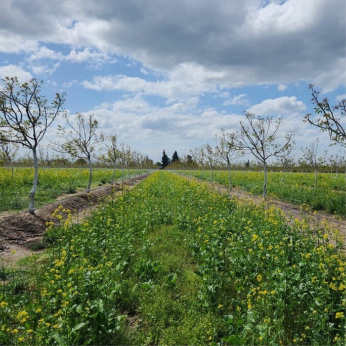 Cover crops in orchard