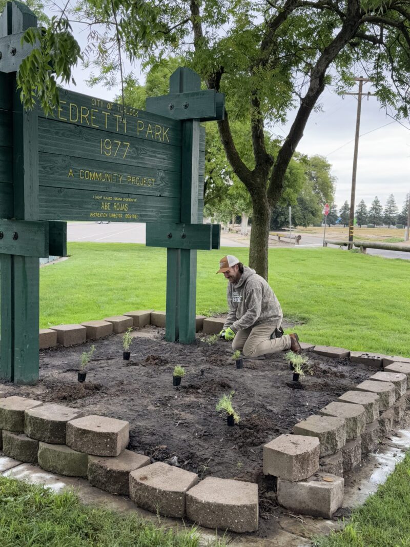 Staff member planting native plants