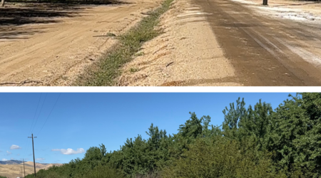 Top Image: Almond Orchard Before Restoration (2024) Bottom Image: Almond Orchard After Hedgerow Implementation (2026)