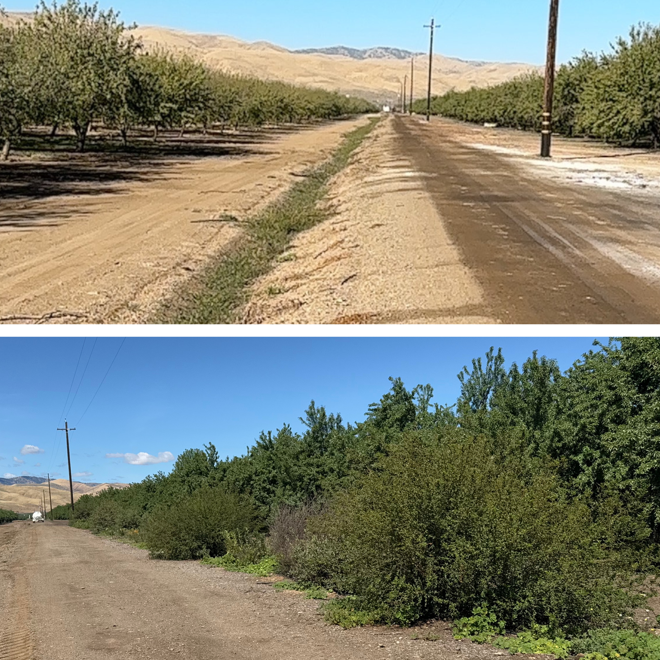 Top Image: Almond Orchard Before Restoration (2024) Bottom Image: Almond Orchard After Hedgerow Implementation (2026)